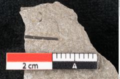 Foto (Detailansicht) von Plantae indet.  (NHMW-GEO-2024-0188-6699)